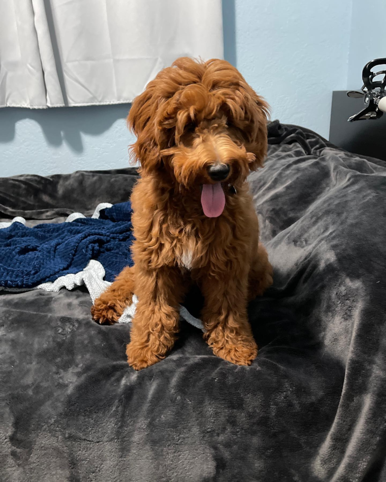 Friendly Mini Goldendoodle Pup in South San Francisco CA