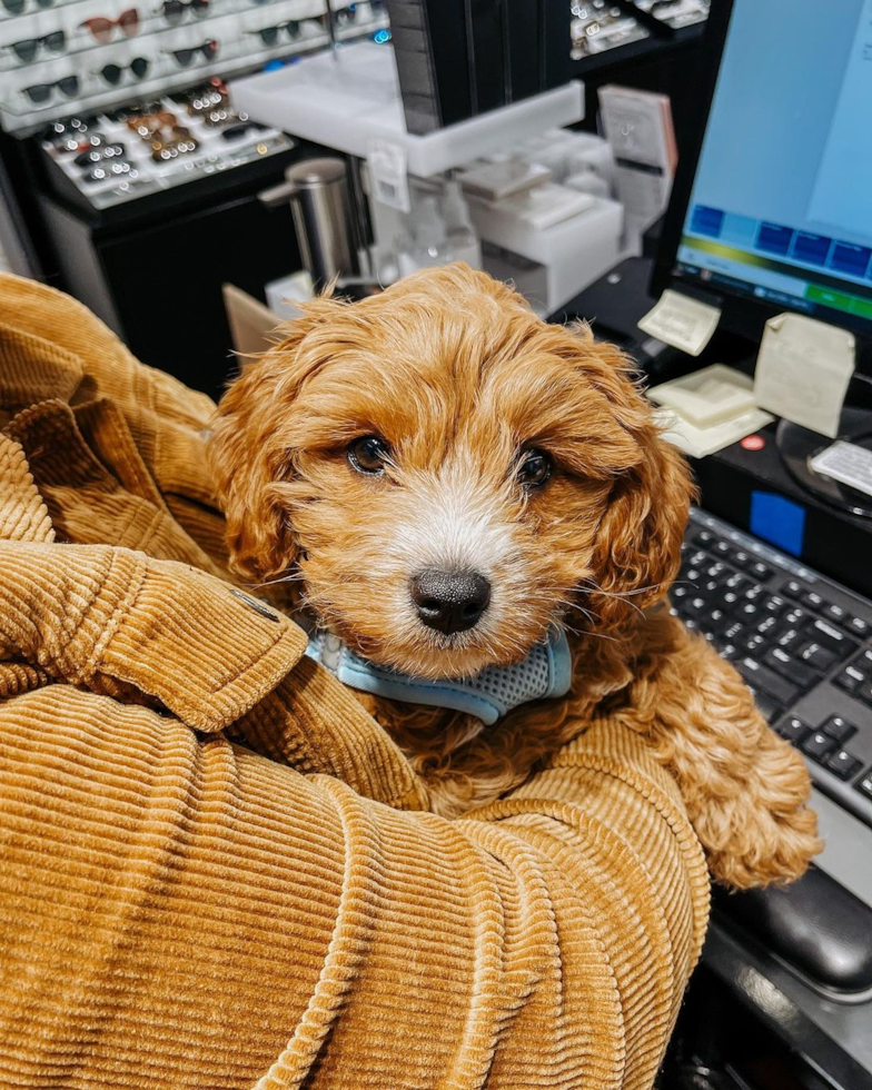 Happy Cavapoo Pup