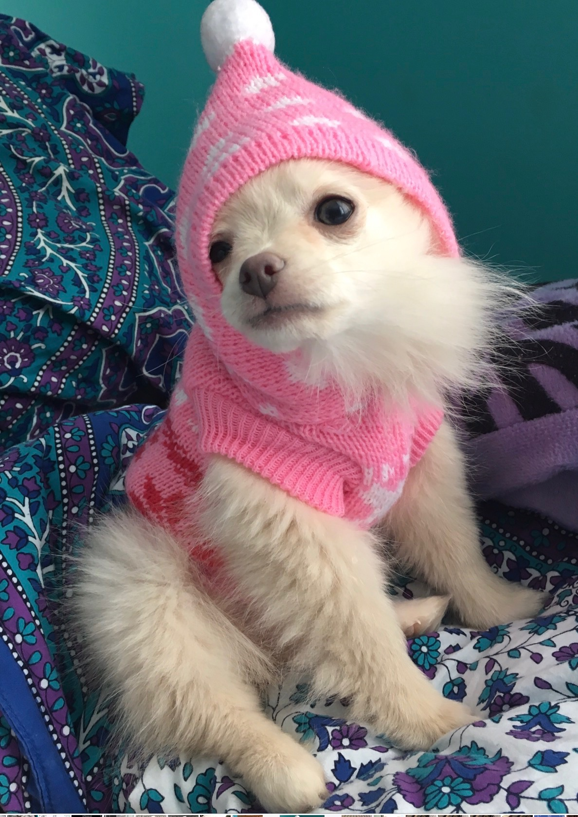 Pomeranian Pup Being Cute