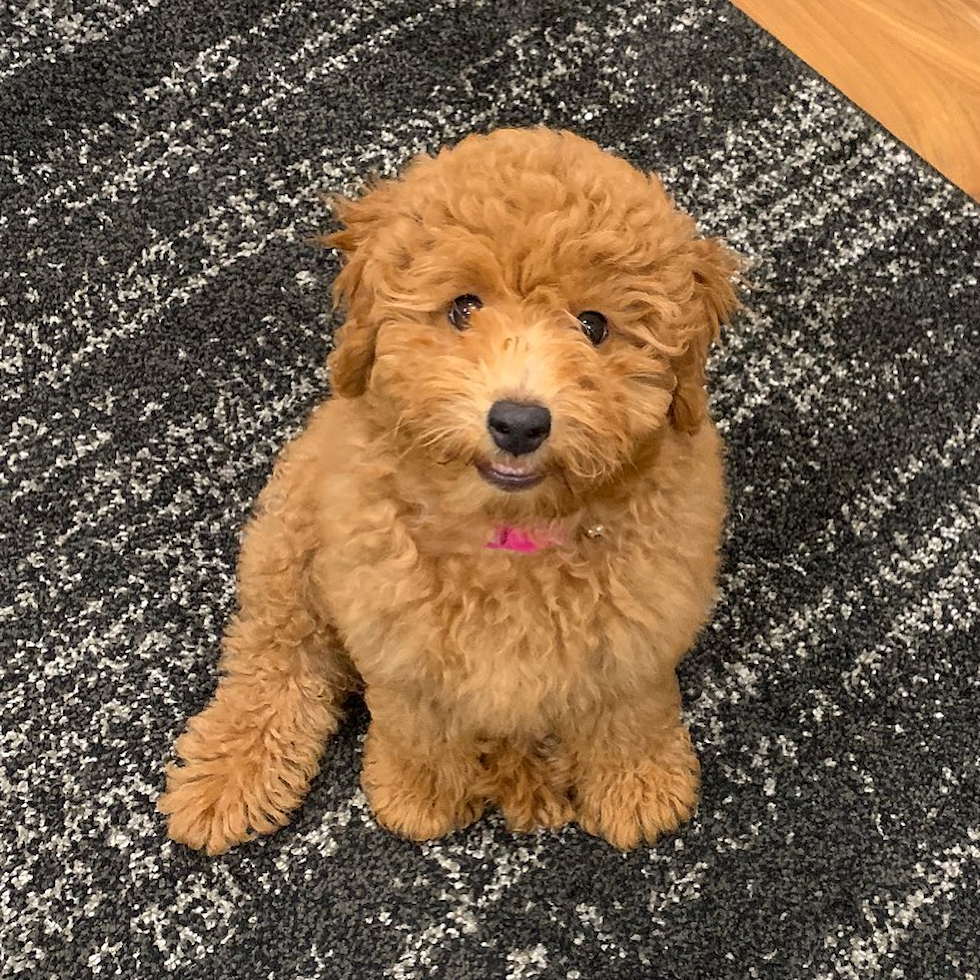 Small Mini Goldendoodle Pup in Huntington Beach CA