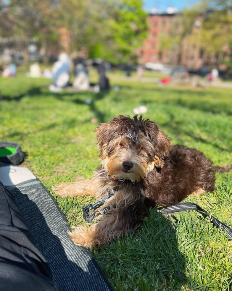 Hypoallergenic Yorkie Doodle Poodle Mix Pup