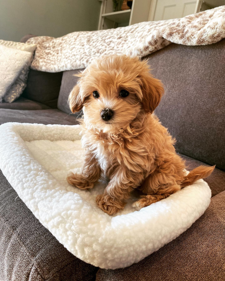 Maltipoo Being Cute