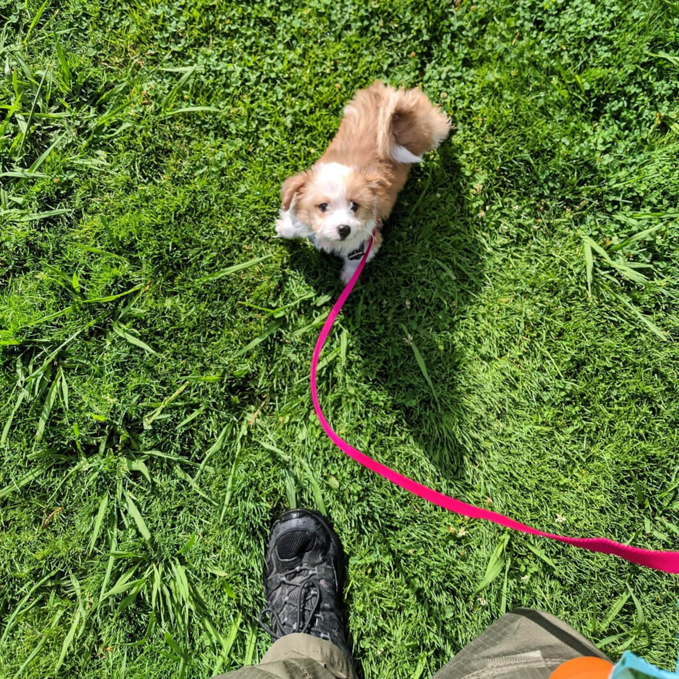 Happy Aussiechon Pup