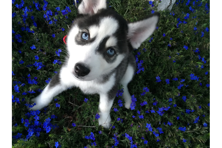 Little Mini Husky Designer Puppy