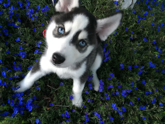 Friendly Pomsky Pup