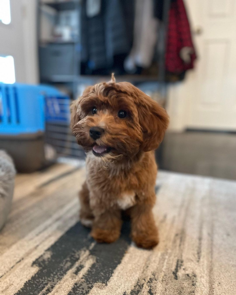 Cavapoo Being Cute