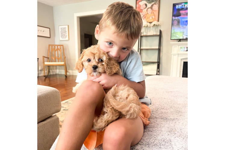 Smart Cavapoo Poodle Mix Pup