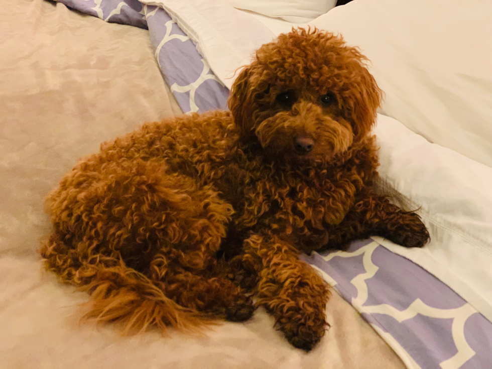 Adorable Golden Retriever Poodle Mix Pup