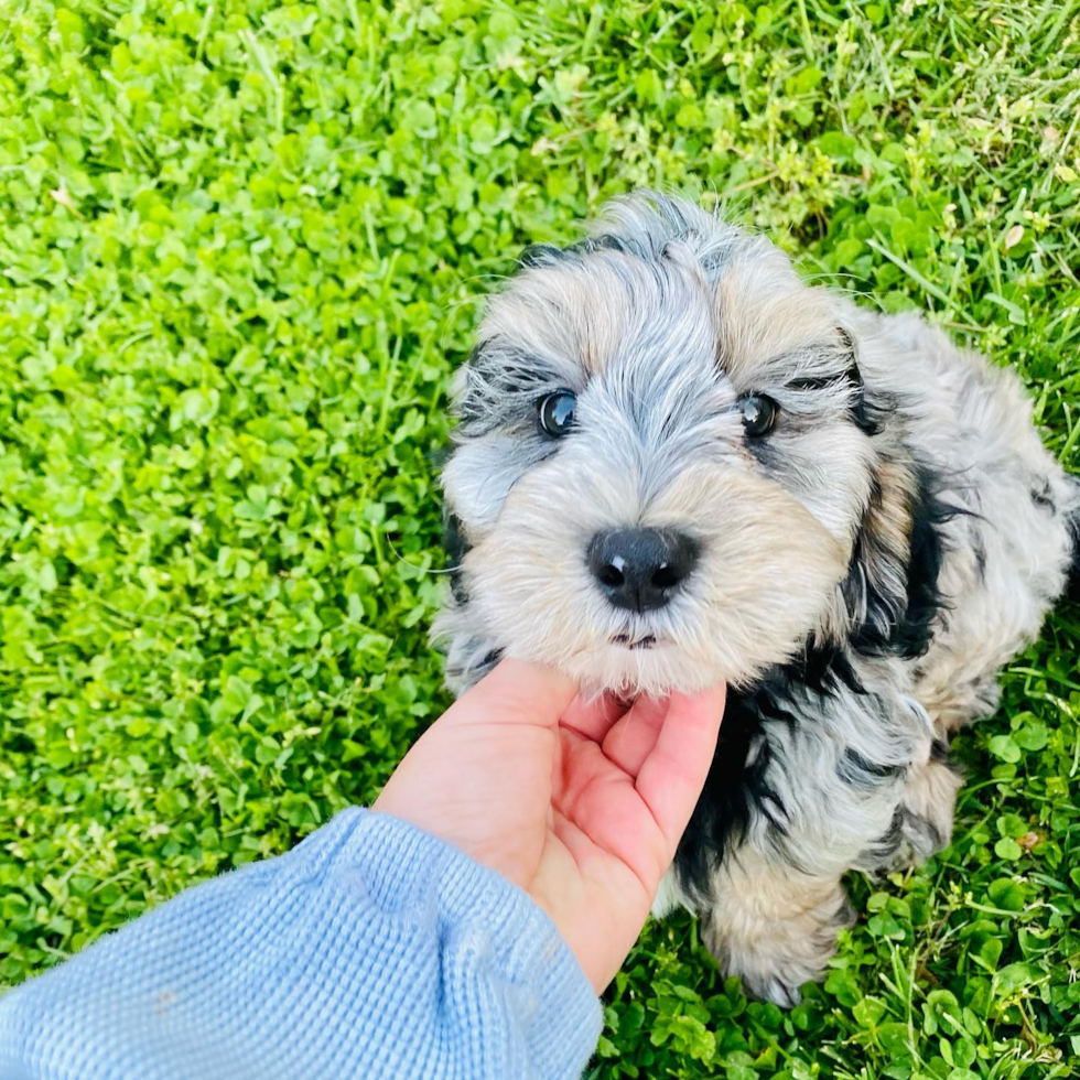 Louisville Mini Sheepadoodle Pup