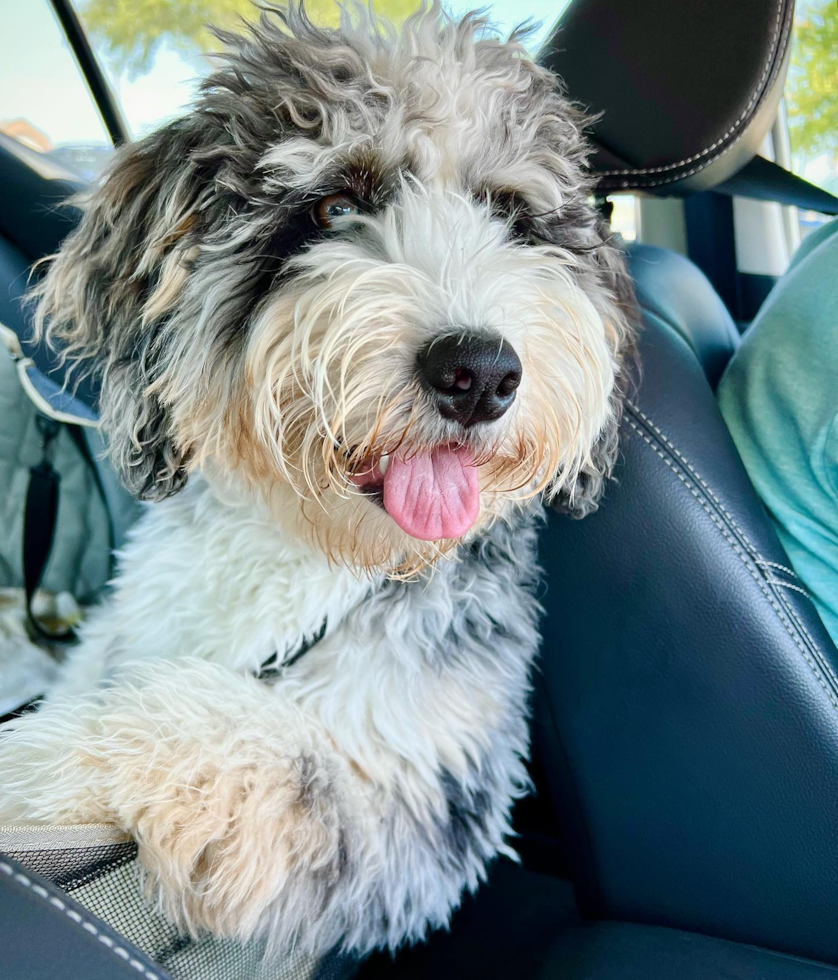 Funny Mini Bernedoodle Poodle Mix Pup