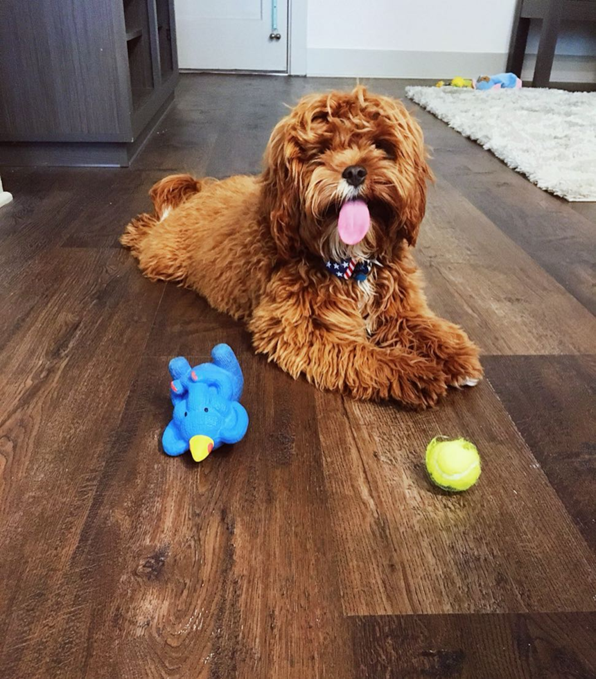 Cavapoo Being Cute