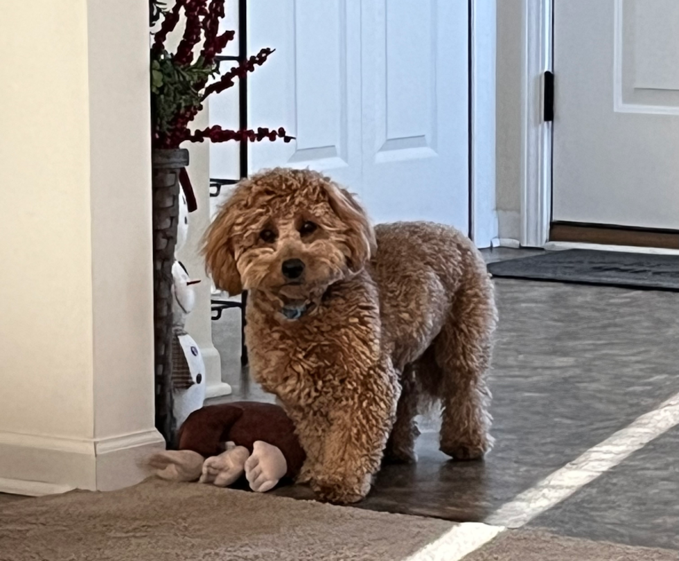 Happy Mini Goldendoodle Pup in