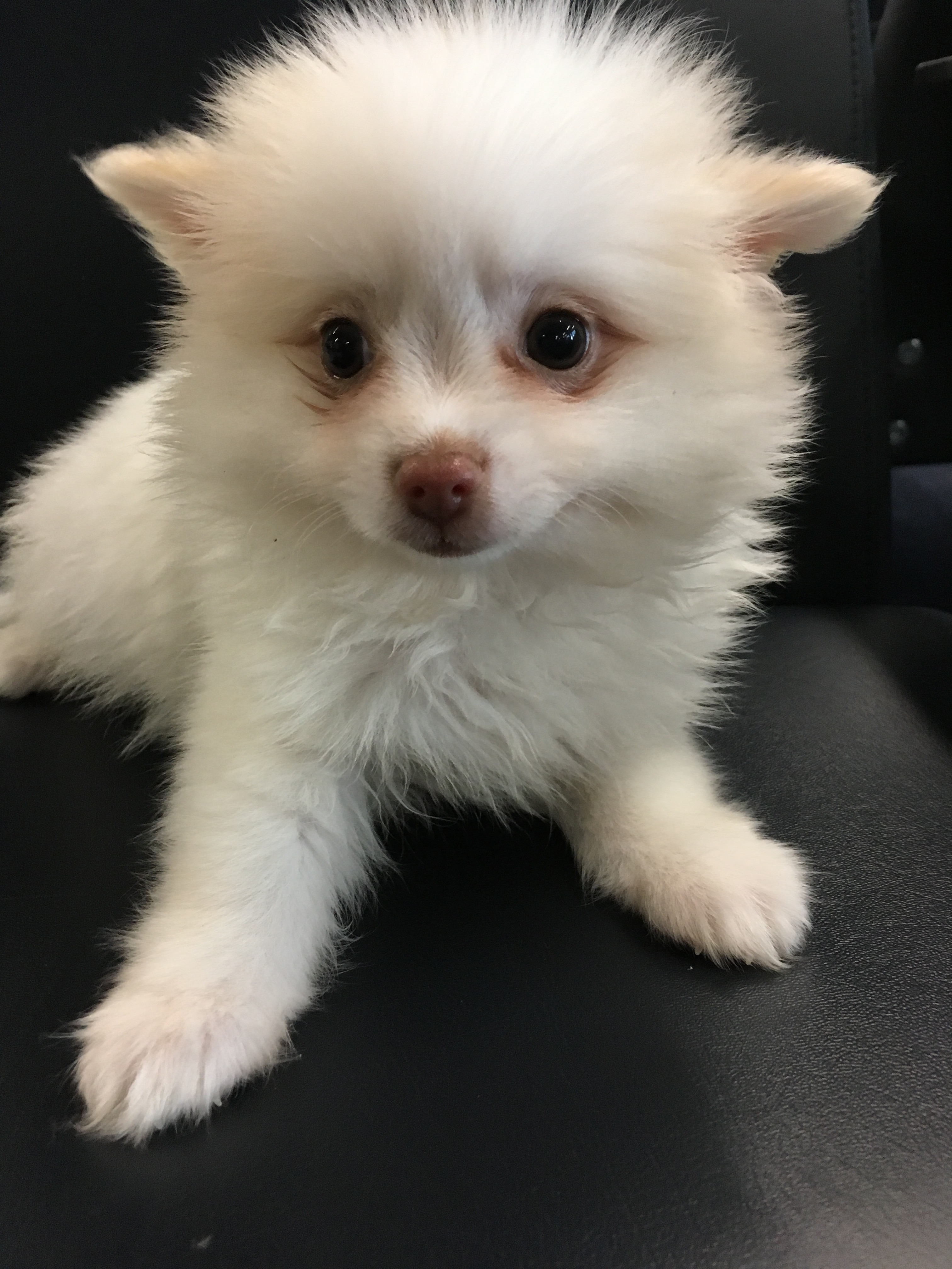 Pomeranian Pup Being Cute