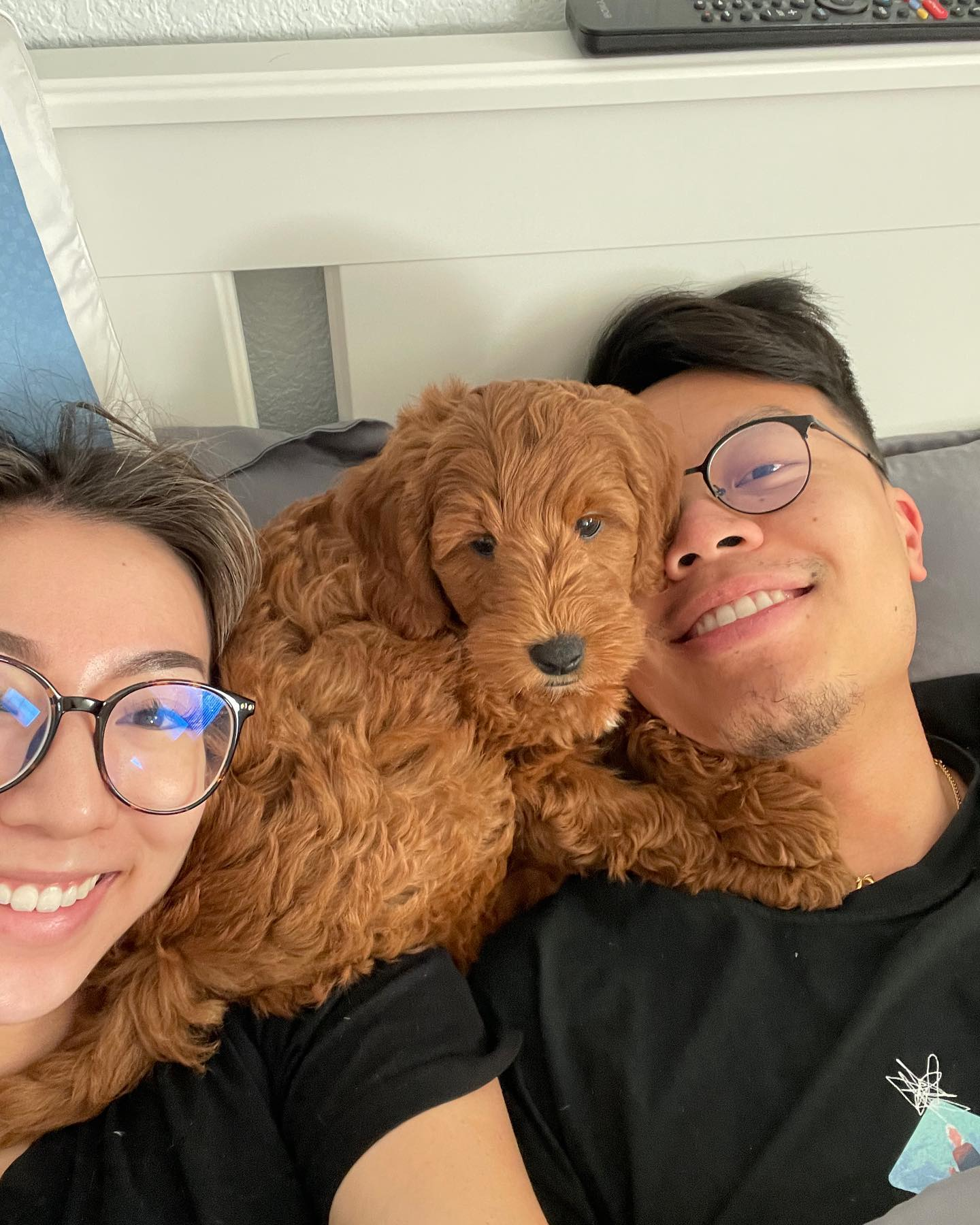 Funny Mini Goldendoodle Poodle Mix Pup