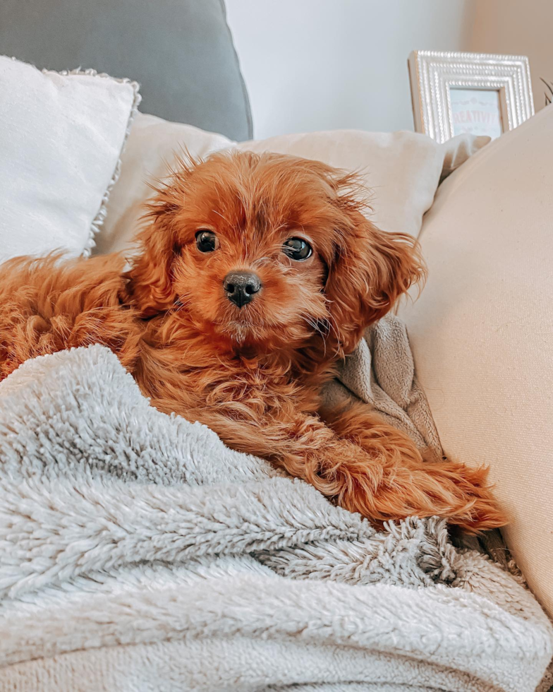 Playful Cavoodle Poodle Mix Pup