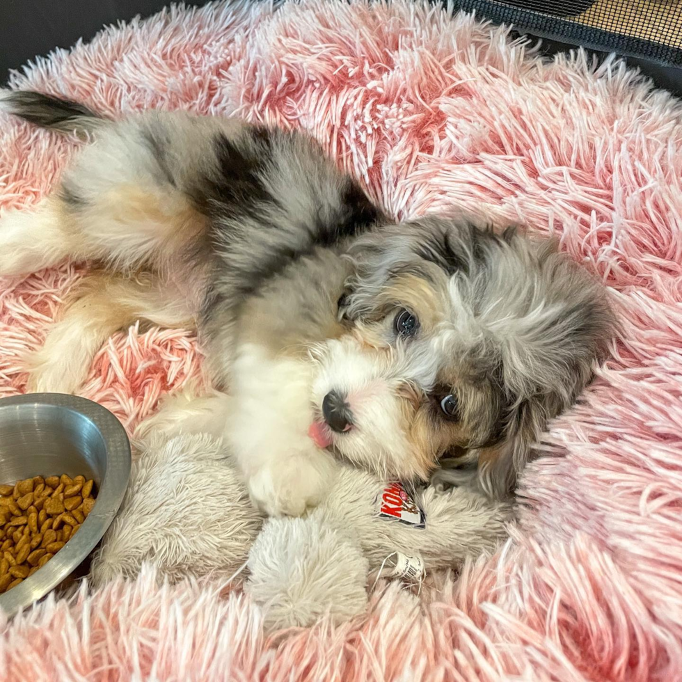 Friendly Mini Aussiedoodle Pup in Houston TX