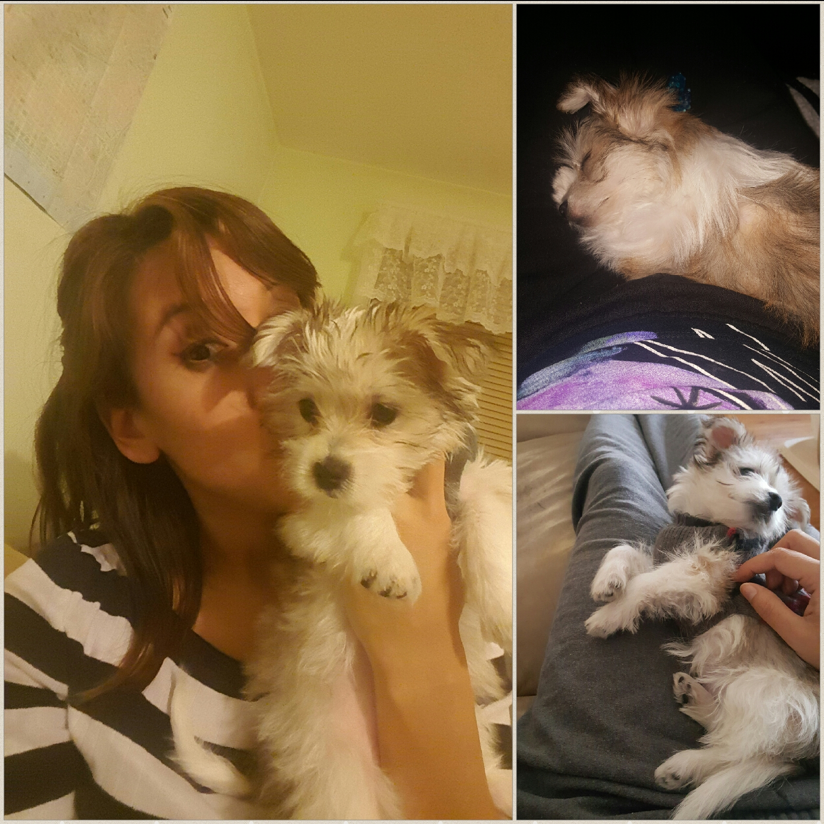 Little Yorkie Designer Puppy