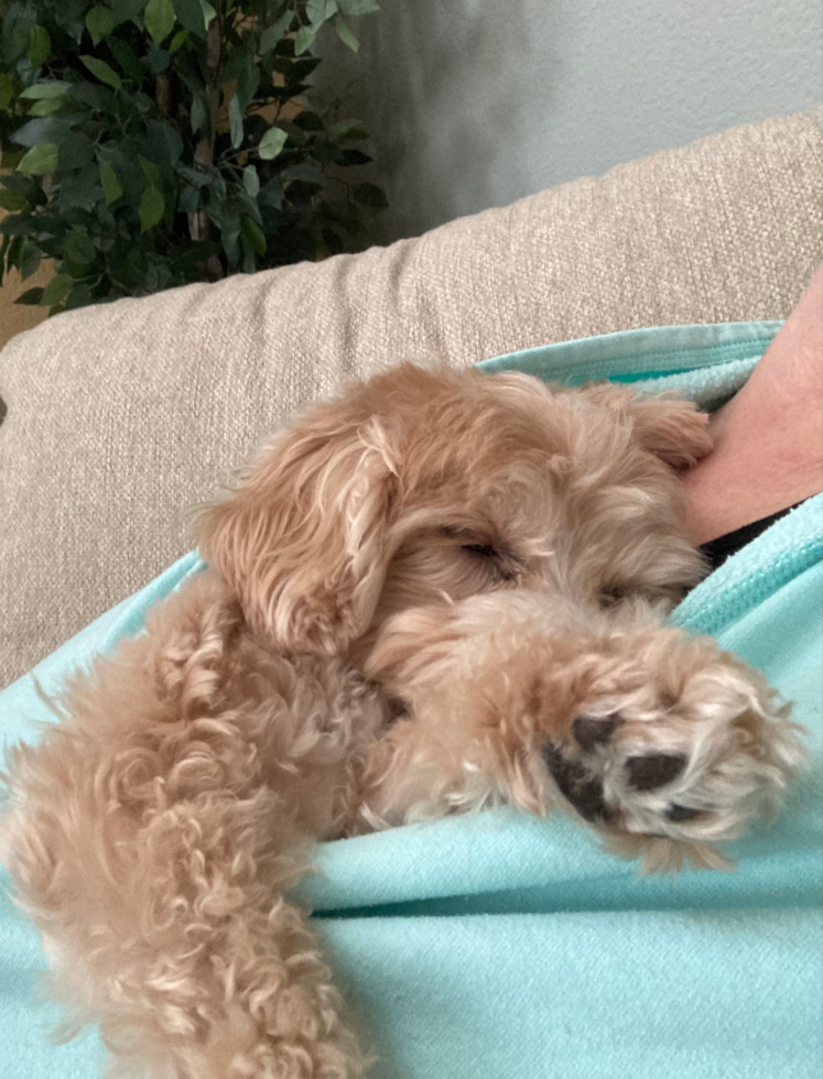 Popular Maltipoo Poodle Mix Pup