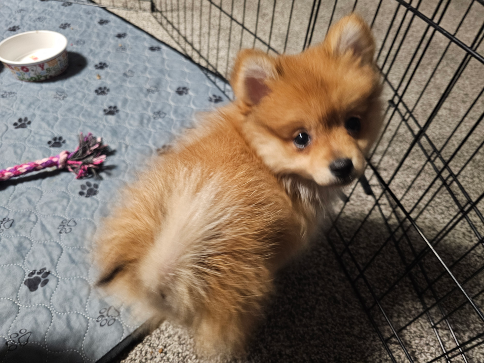 Hypoallergenic Pomeranian Pup