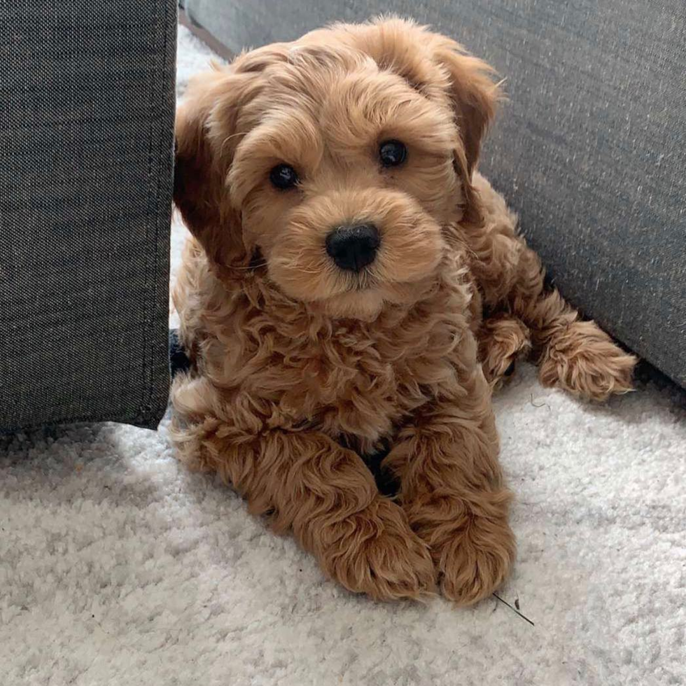 Cute Cockapoo Pup