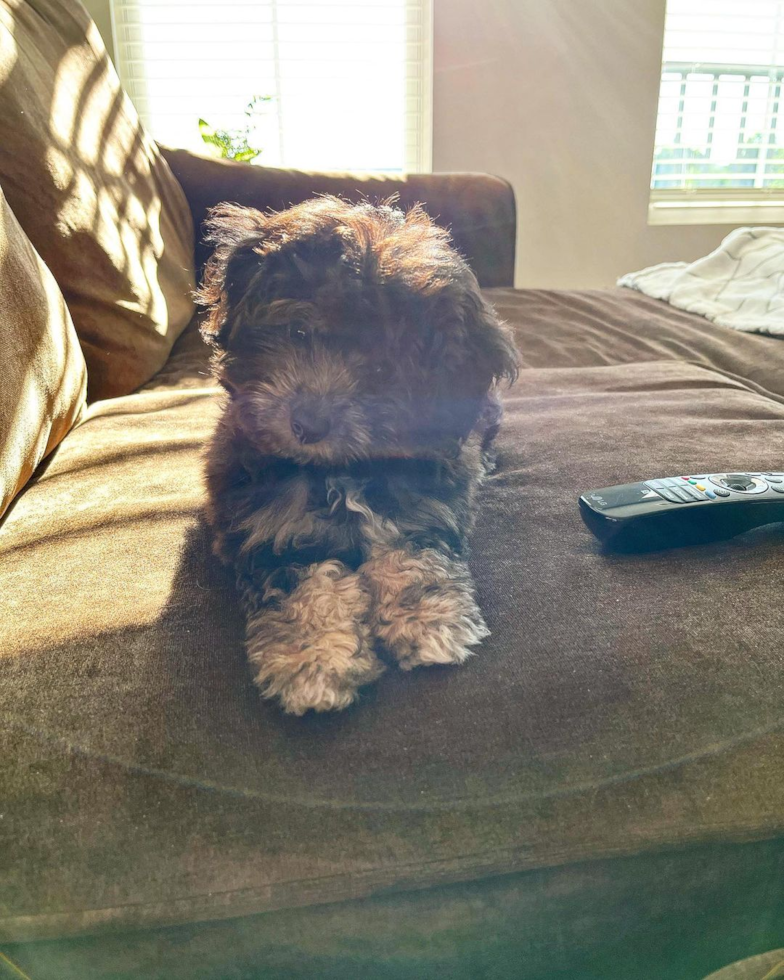 Popular Mini Aussiedoodle Poodle Mix Pup