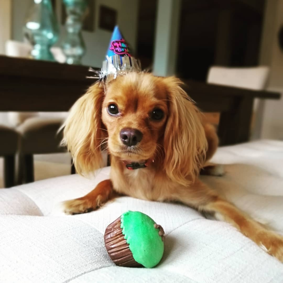 Fluffy Cavalier King Charles Spaniel Pup in Remond WA