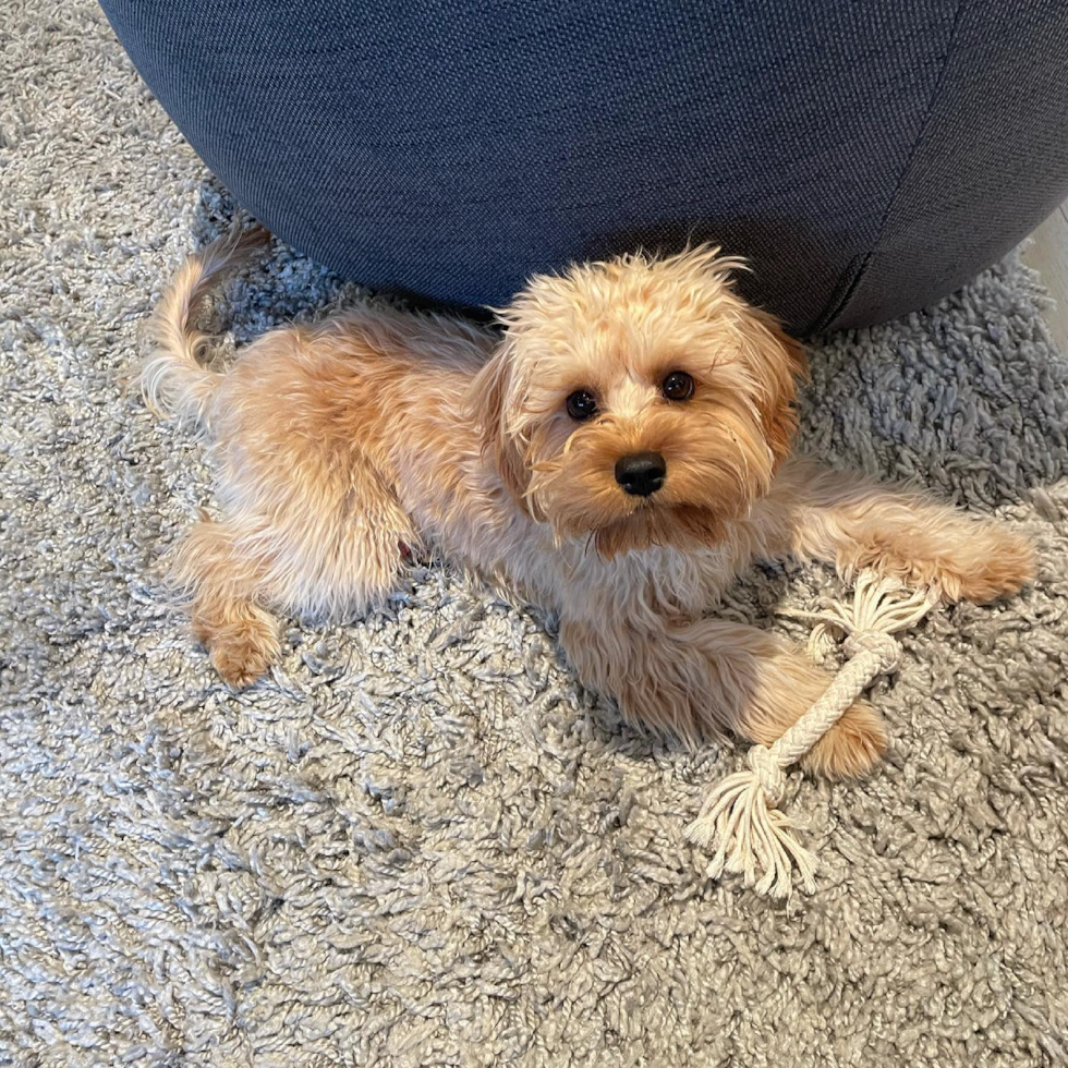 Cute Cavapoo Pup in Long Beach CA