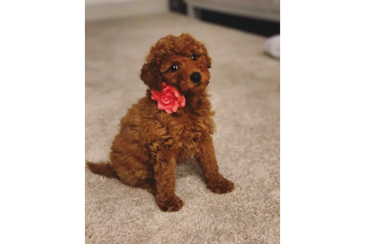 Mini Goldendoodle Puppy for Adoption