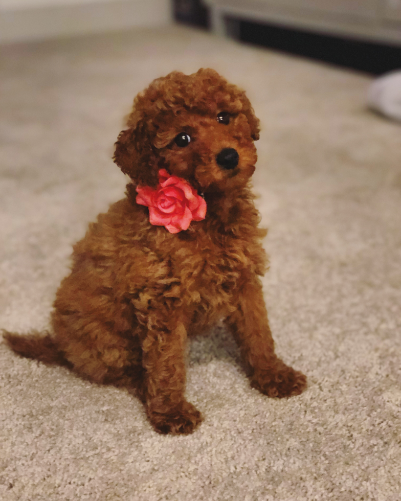 Petite Mini Goldendoodle Poodle Mix Pup