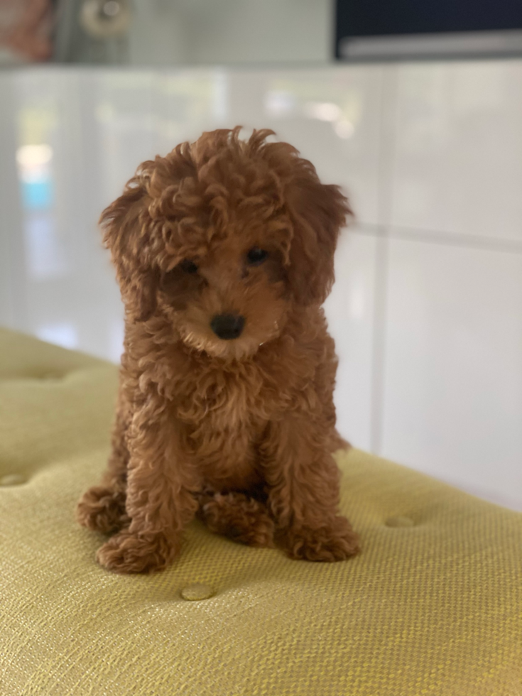 Mini Goldendoodle Pup