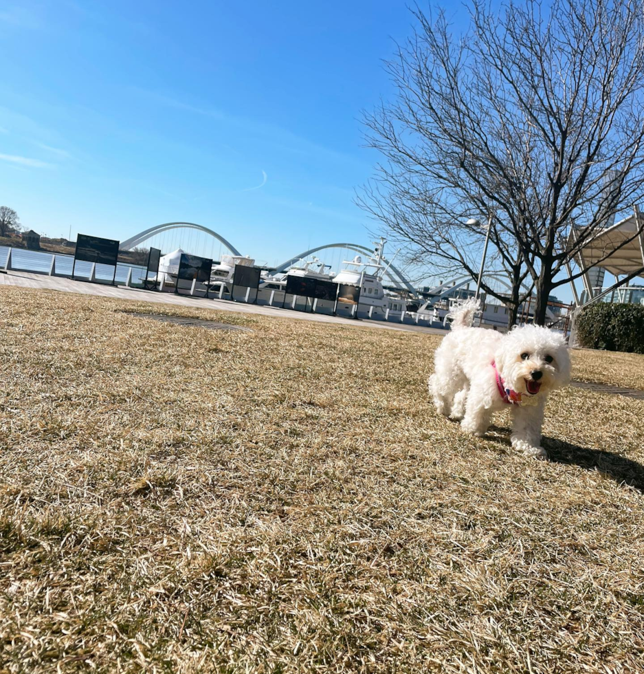 Happy Poochon Pup