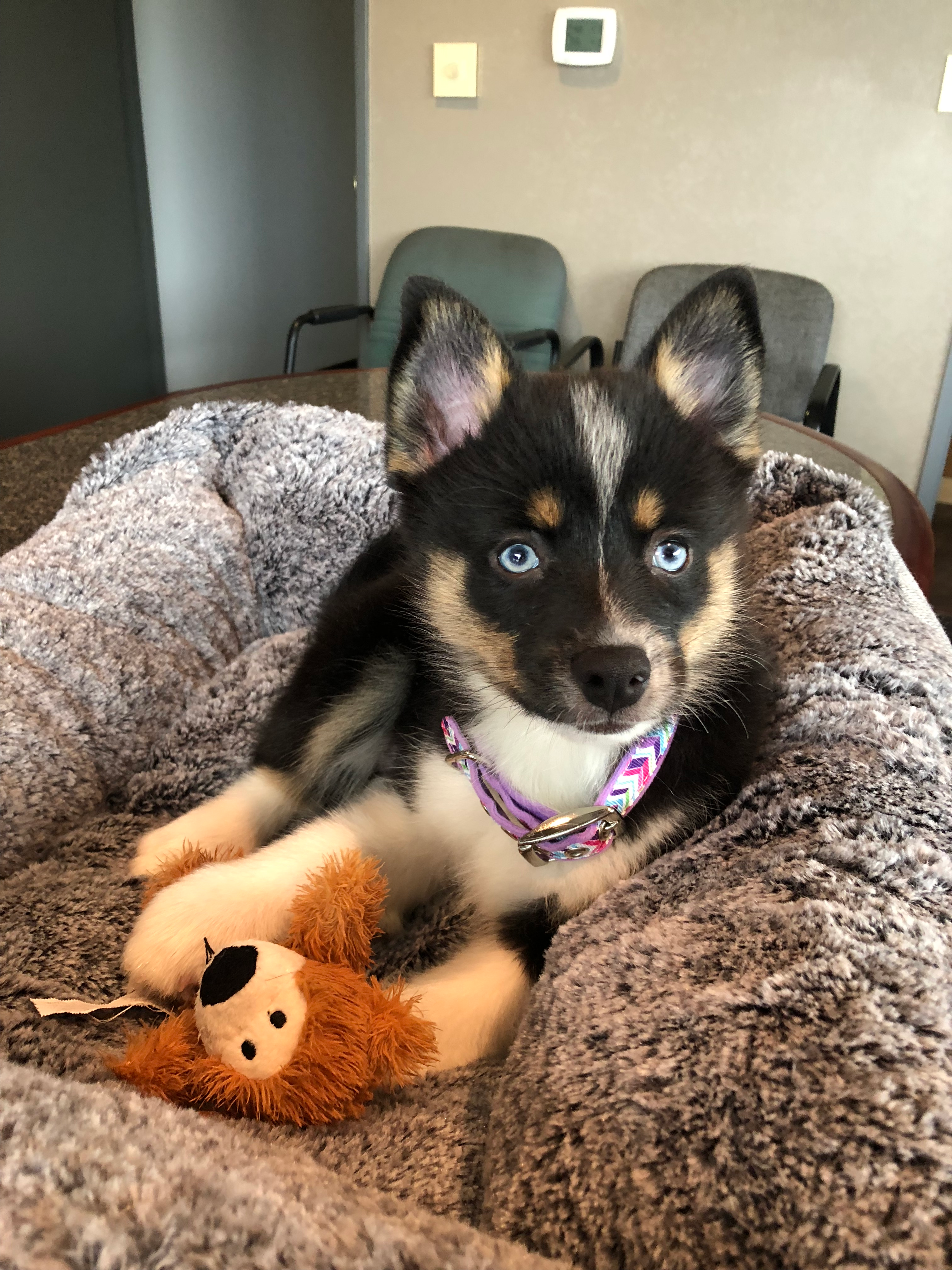 Smart Pomsky Designer Pup