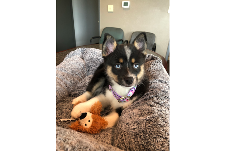 Smart Pomsky Designer Pup