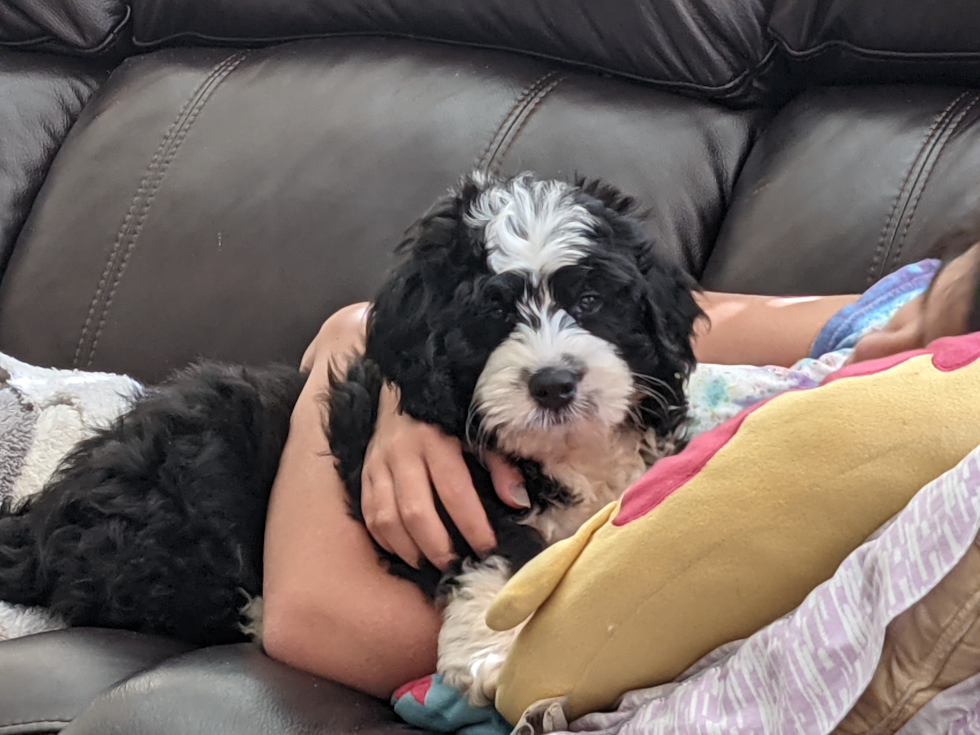 Mini Bernedoodle Being Cute