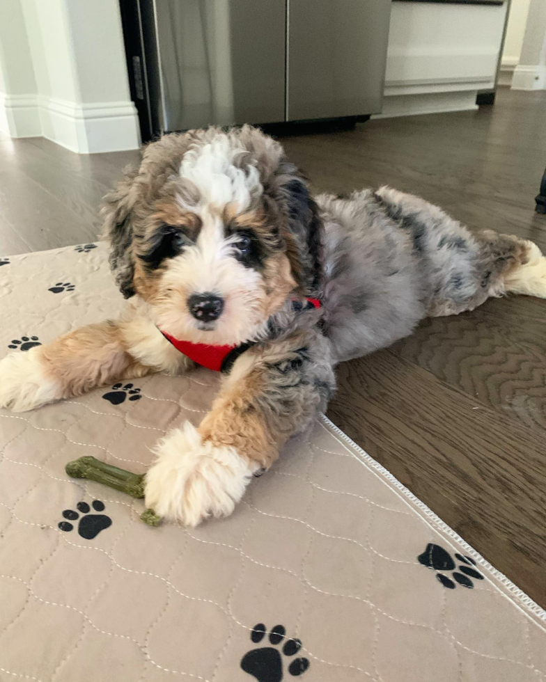 Mini Bernedoodle Being Cute