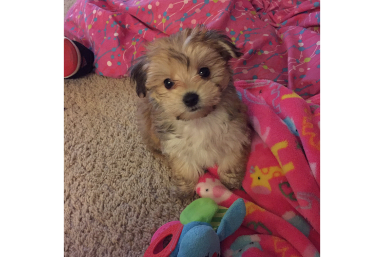 Best Morkie Baby