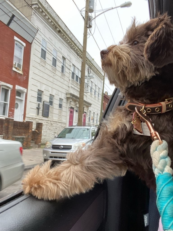 Energetic Yorkie Doodle Poodle Mix Pup