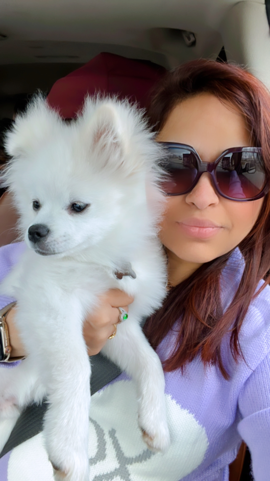 Cute Pomsky Pup