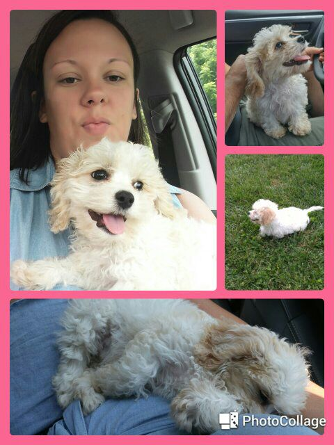Petite Cavachon Designer Pup