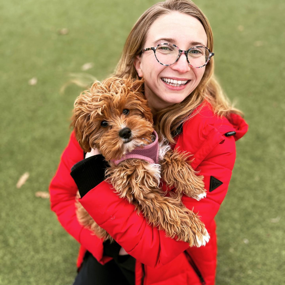 Funny Cavapoo Poodle Mix Pup