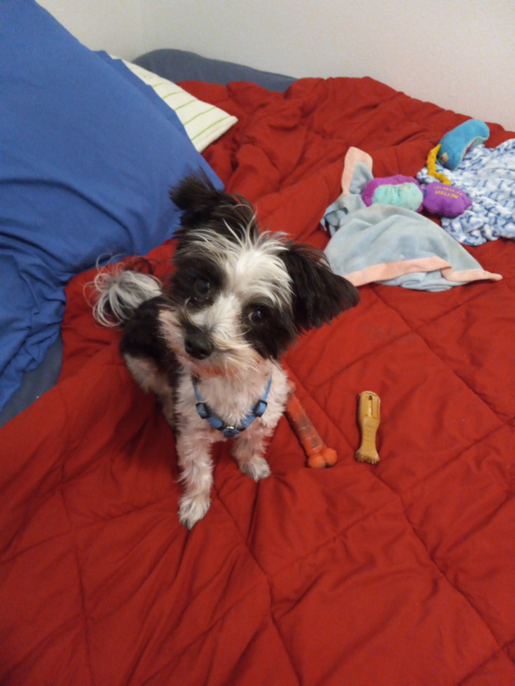 Happy Morkie Pup in