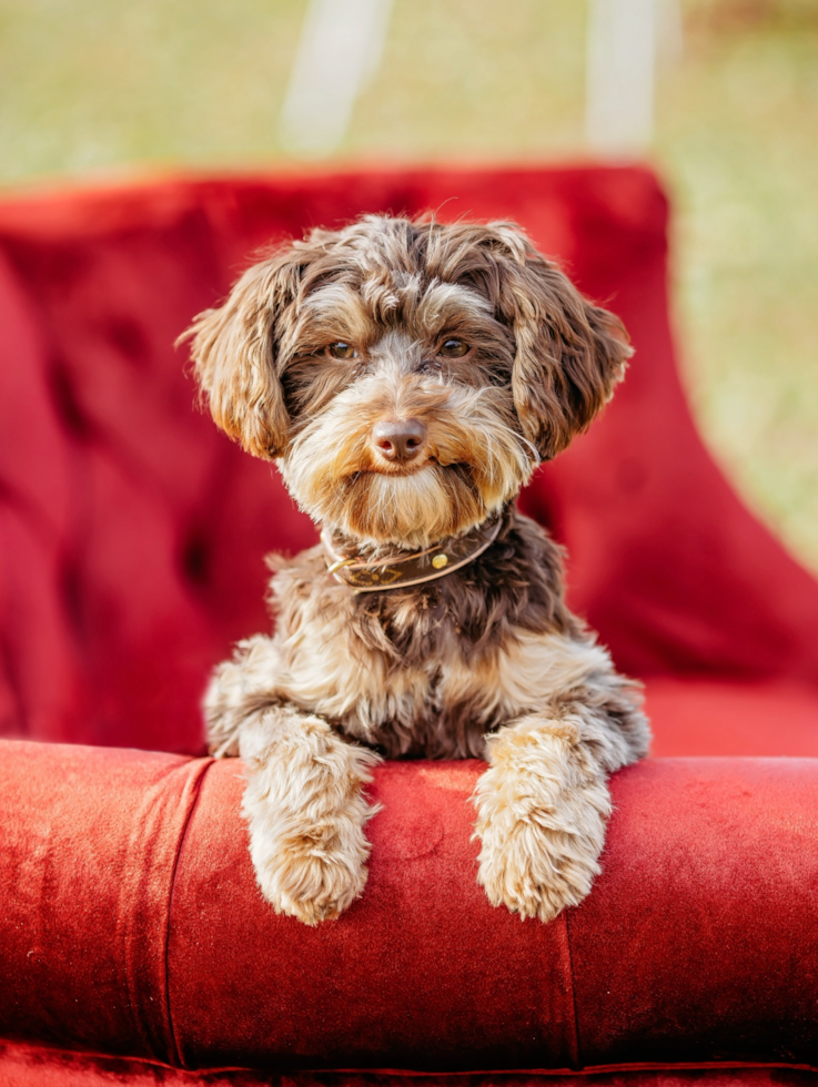 Playful Yorkie Doodle Poodle Mix Pup