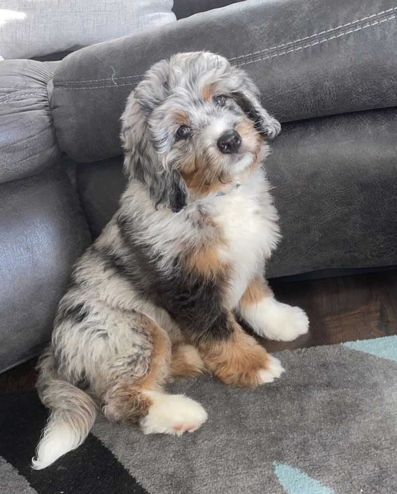 Petite Mini Bernedoodle Poodle Mix Pup