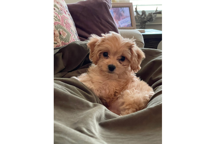 Smart Cavachon Designer Pup