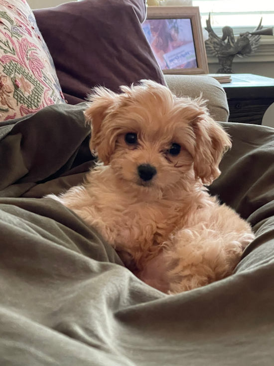 Fluffy Cavachon Designer Pup