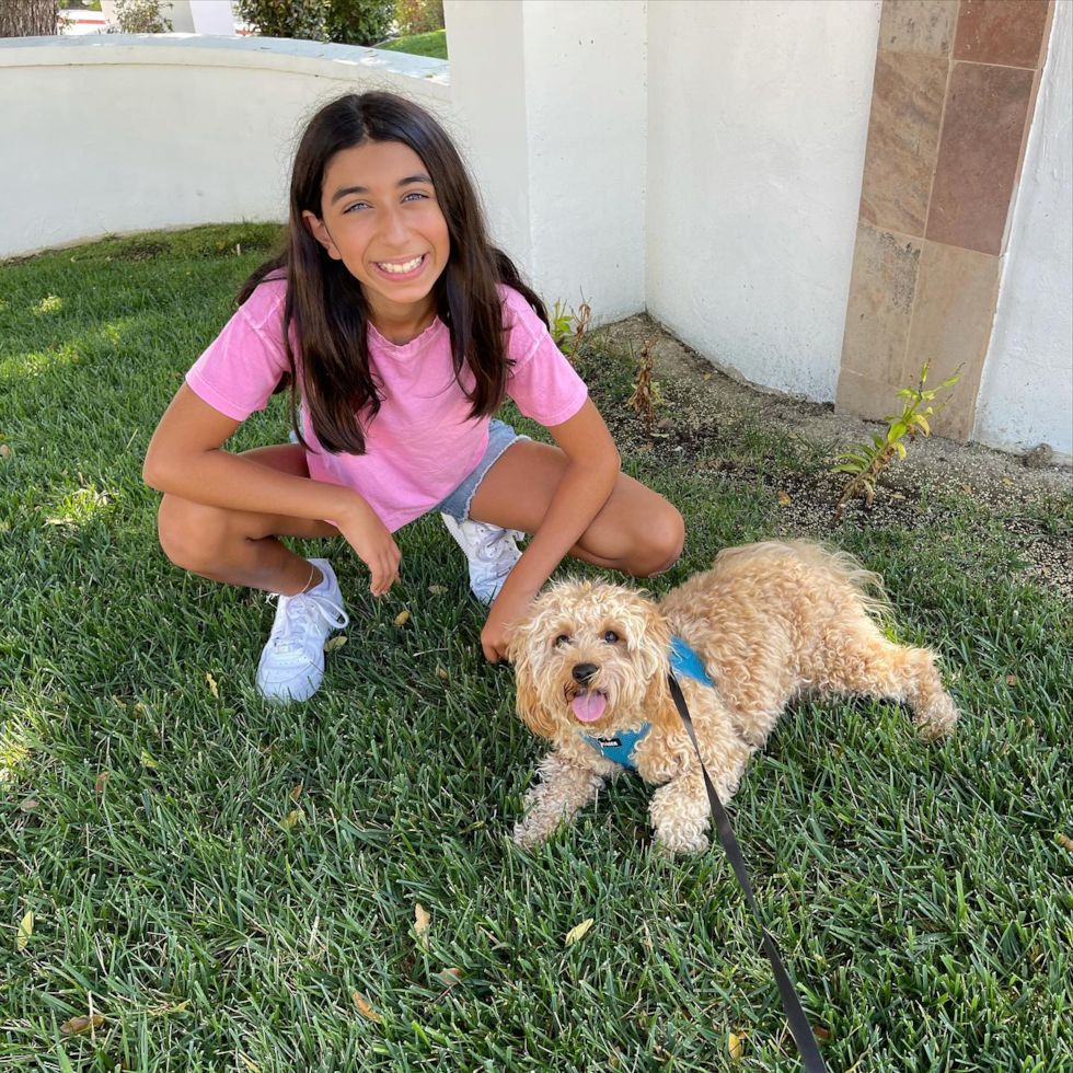 Mini Goldendoodle Being Cute