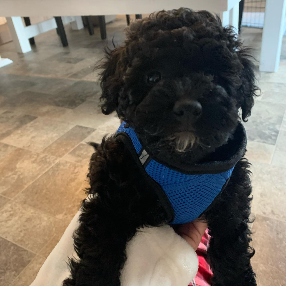 Mini Goldendoodle Being Cute