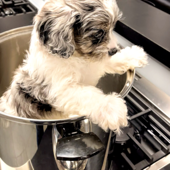 Funny Cavapoo Poodle Mix Pup