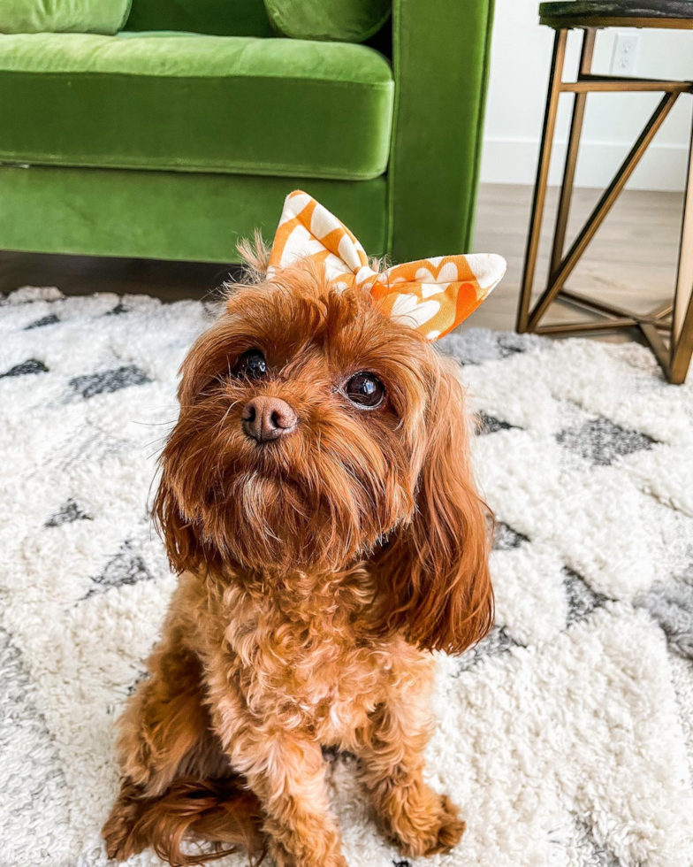 Fluffy Cavapoo Poodle Mix Pup