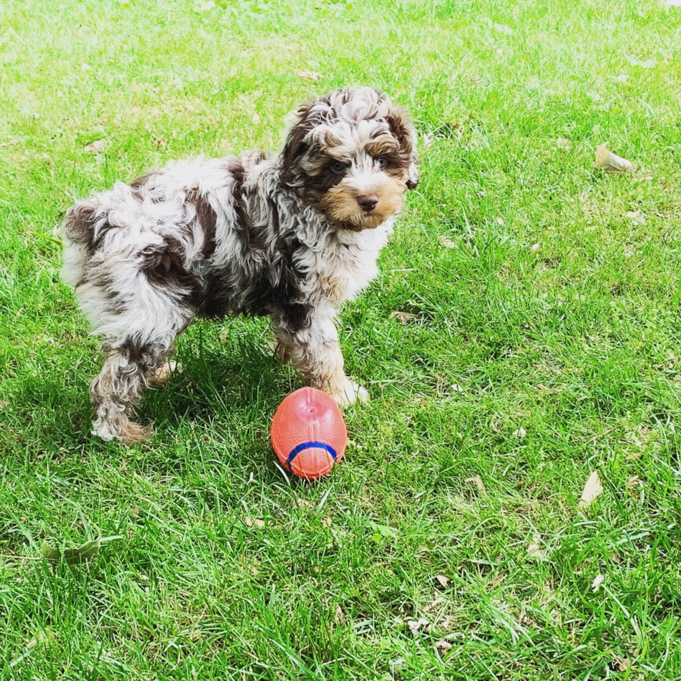 Friendly Mini Aussiedoodle Pup in Encino CA